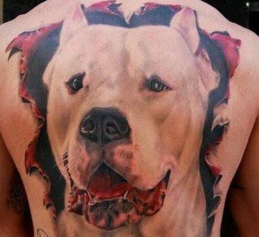 Pit Bull tetoválás a hátán