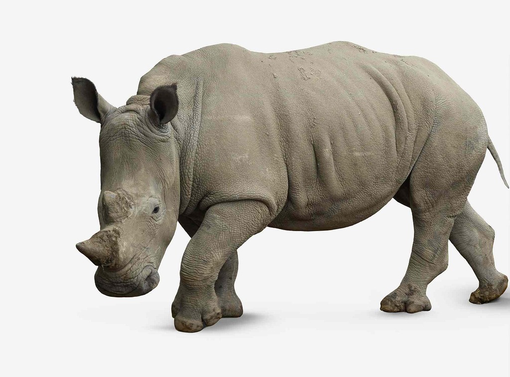 Символ носорога. Что символизирует Носорог?