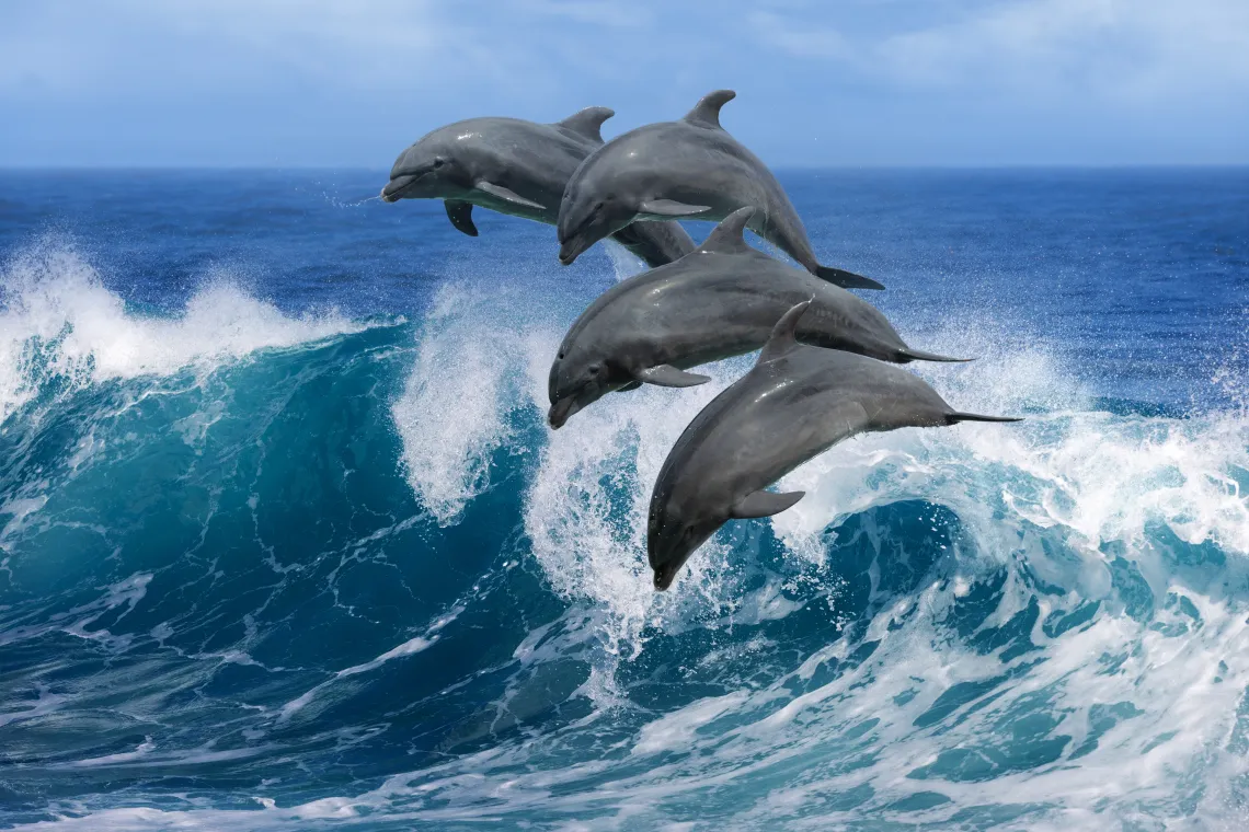 Символ дельфина. Что символизирует Дельфин?