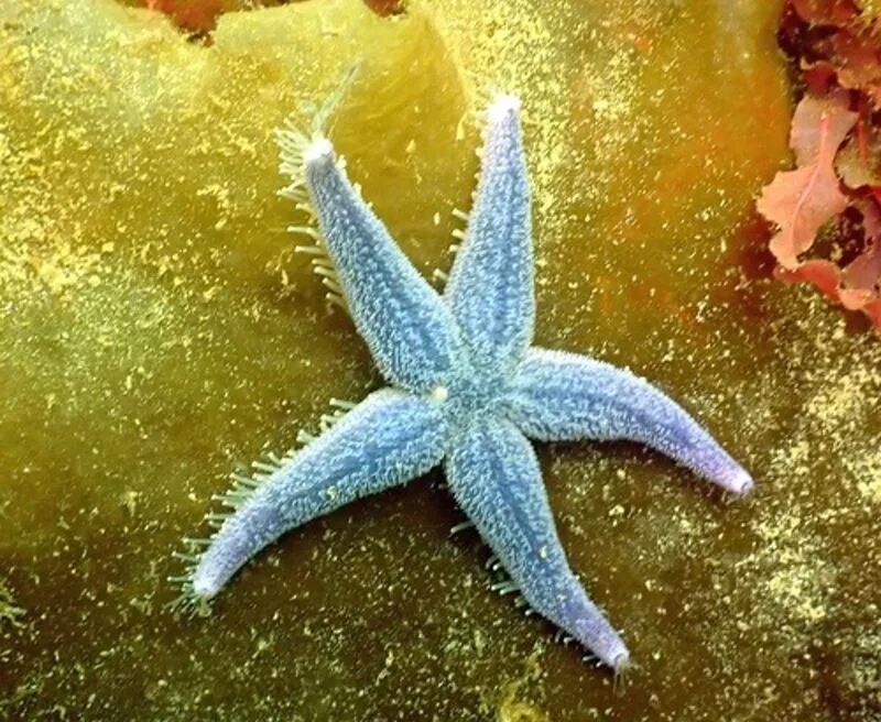 Символика Морской Звезды. Что символизирует Морская Звезда?