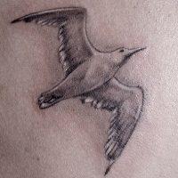 38 татуировок чайки (и их значение)