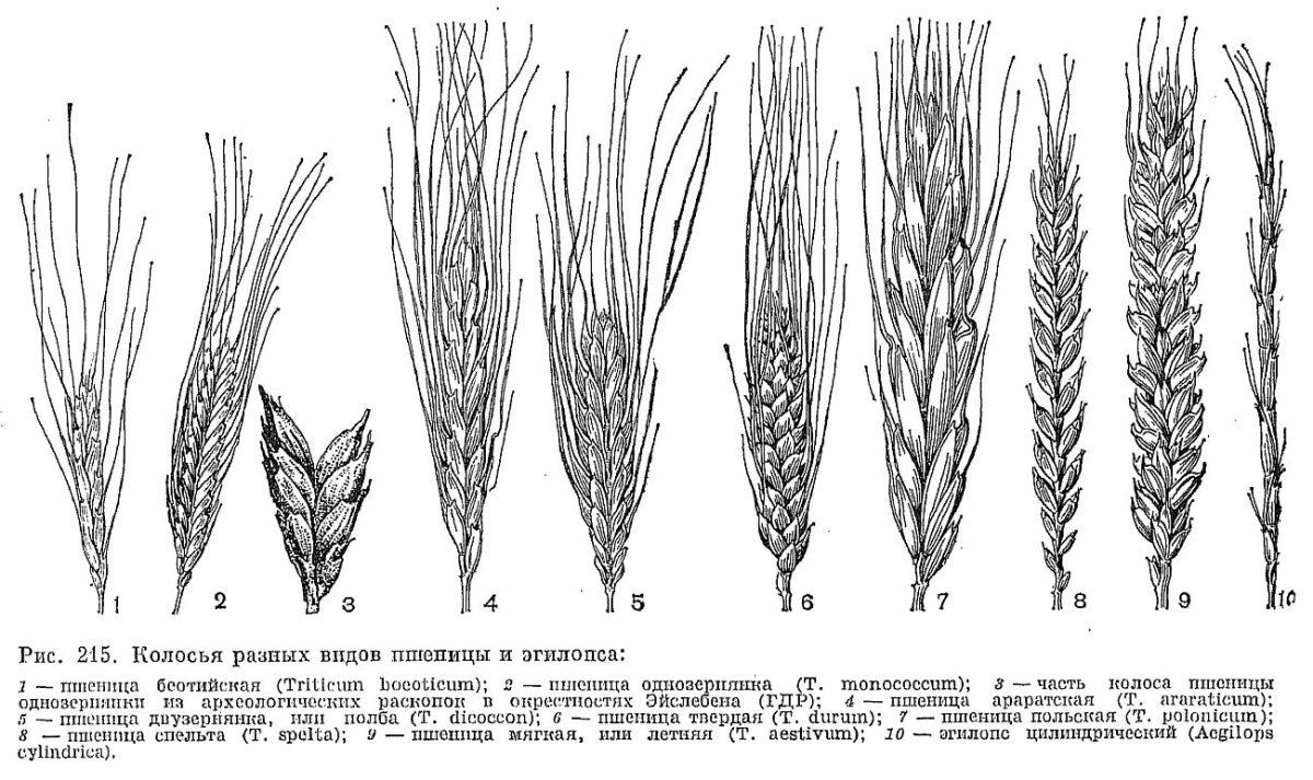 45 tetovaža pšenice i drugih žitarica (i njihovo značenje)