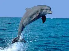 Senbòl Dolphin. Ki sa Dolphin senbolize?