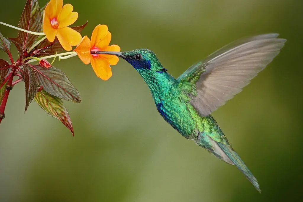 Sinek kuşu sembolü. Hummingbird neyi temsil ediyor?