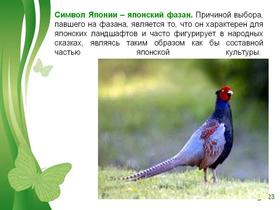 Chiratidzo chinotyisa. Chii chinonzi Pheasant chinomiririra?