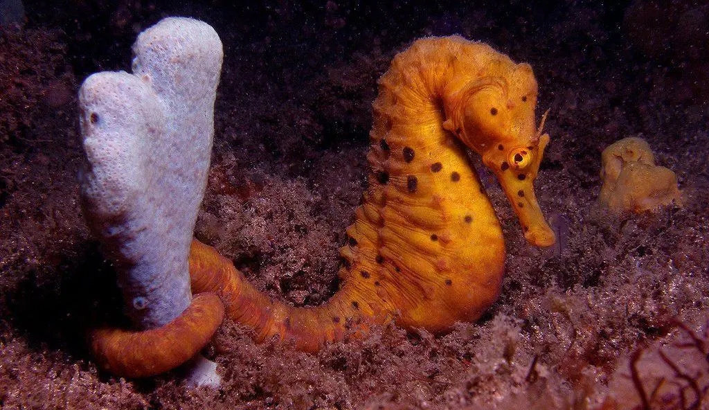 Seahorse символикасы. Seahorse эмнени билдирет?