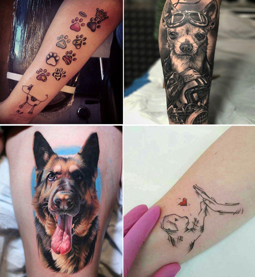 애완 동물에게 문신을하는 이유와 의미.