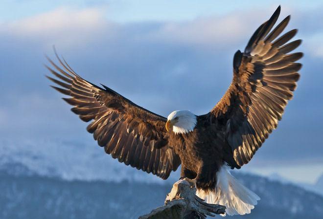 Vultur: un simbol al puterii, dar nu numai 🦅