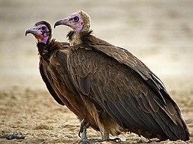 Vulturi