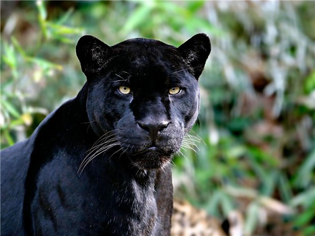 Black Panther - yon lonbraj sèten nan féminines