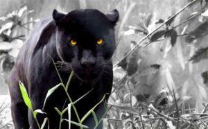 Черная пантера – некий оттенок женственности