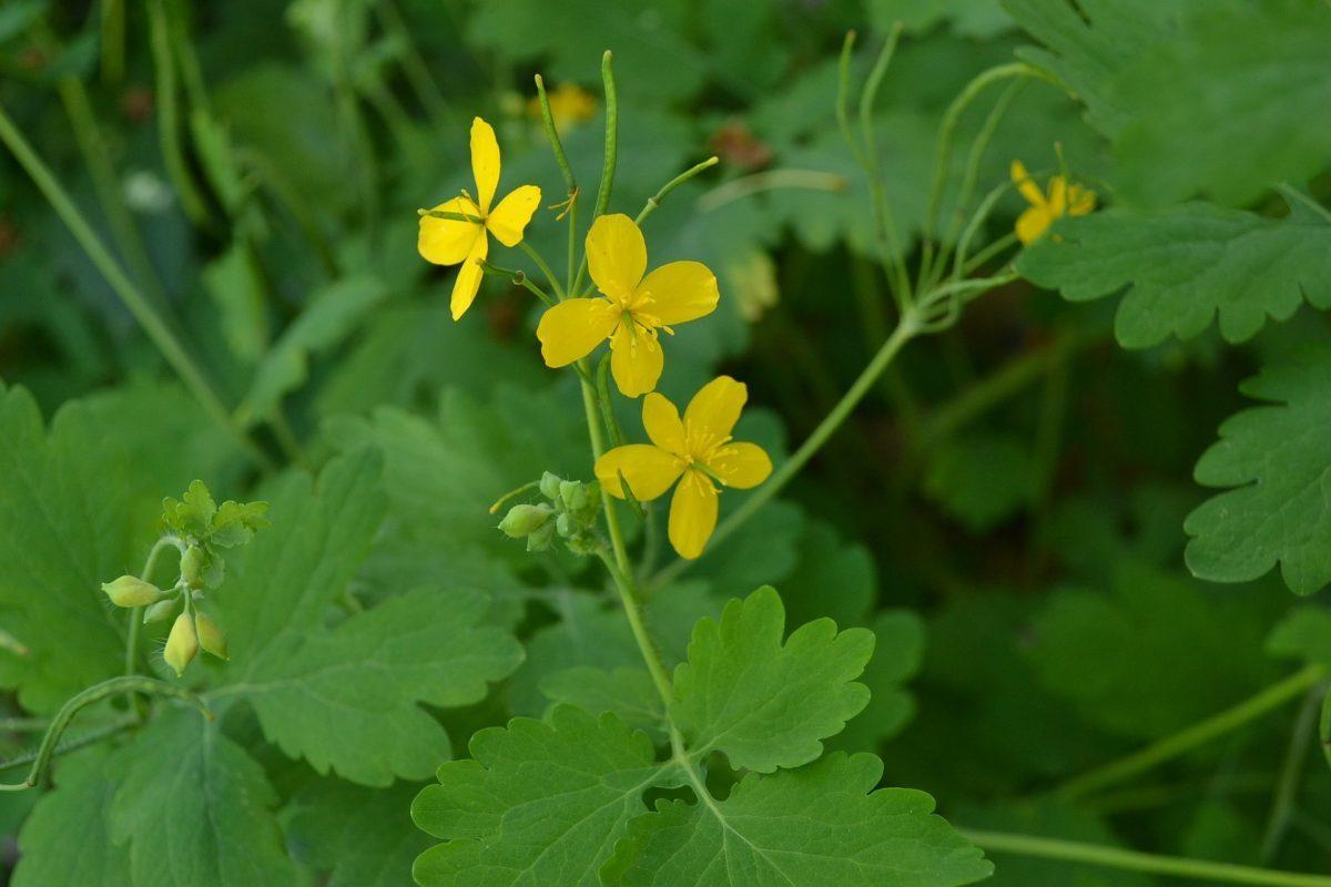 Chelidonium majus