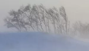 Эмма и гриф — сказка