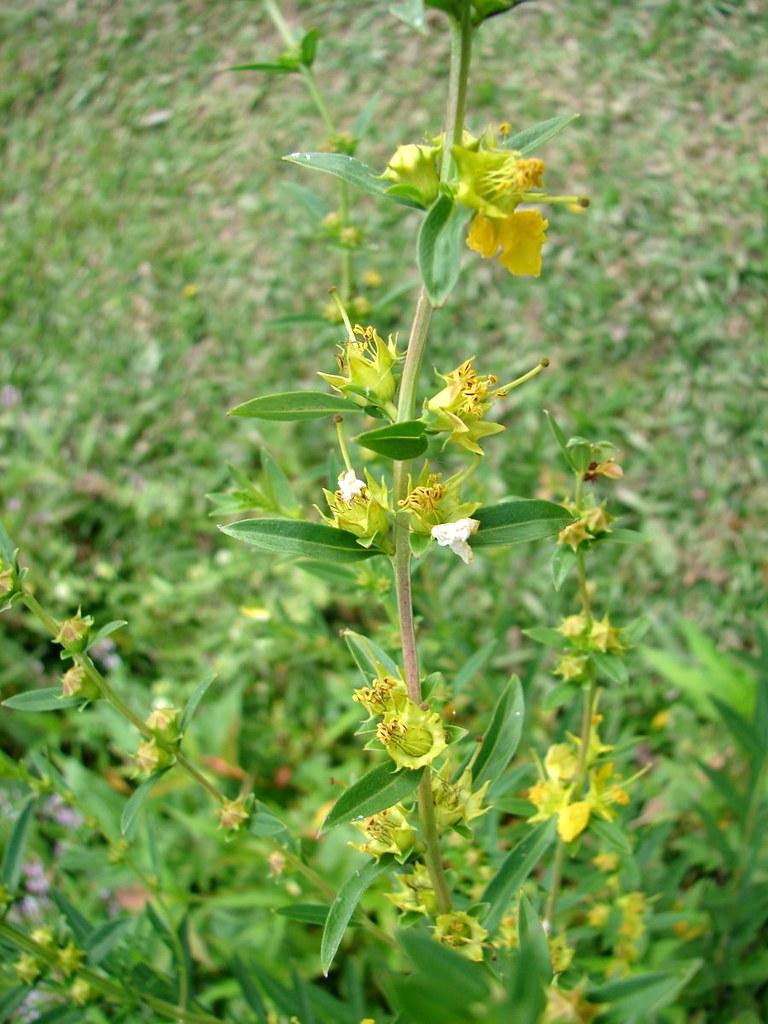 Heimia Salicifolia - mofuputsi oa letsatsi