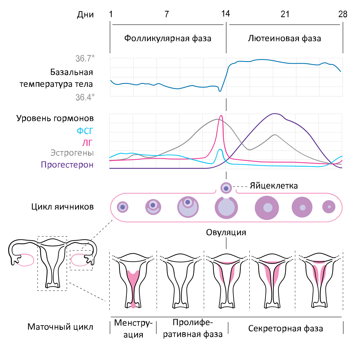 Kada je ovulacija? - menstrualni ciklus, faze menstrualnog ciklusa