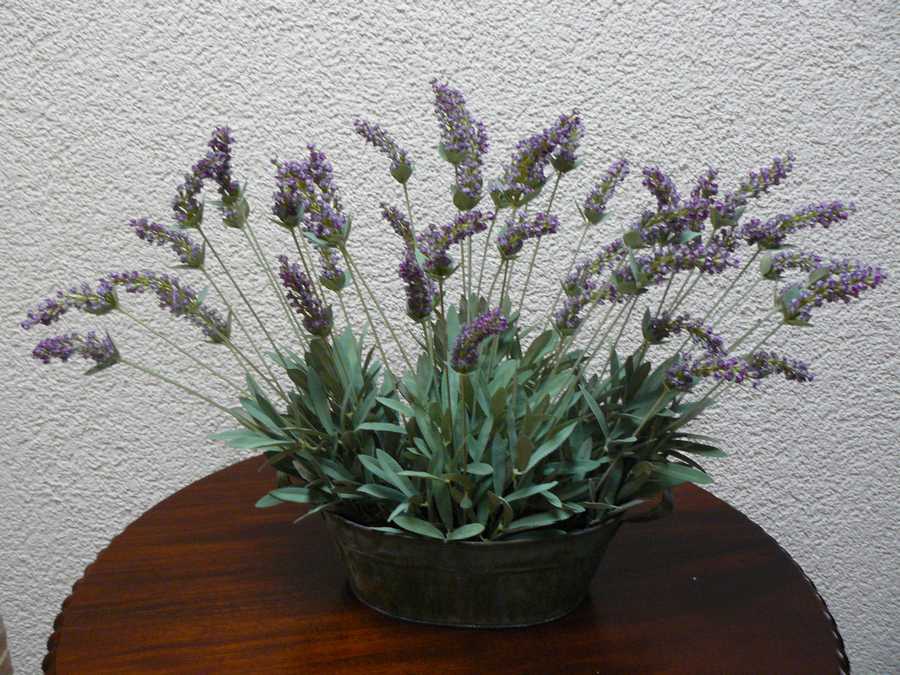 Levandule angustifolia, Levandule lékařská (Lavandula angustifolia)