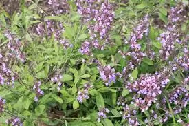 Лекарственный шалфей (Salvia Officinalis)