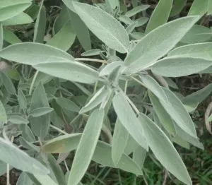 Лекарственный шалфей (Salvia Officinalis)