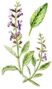 Лекарственный шалфей (Salvia Officinalis)