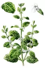 Мелисса лекарственная (Melissa officinalis)