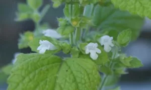 Мелисса лекарственная (Melissa officinalis)