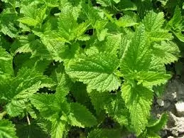 Мелисса лекарственная (Melissa officinalis)