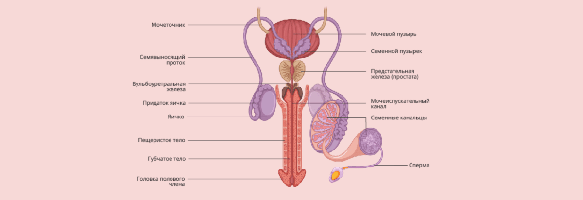 مردانہ مباشرت اناٹومی۔ مردانہ تولیدی نظام کی ساخت
