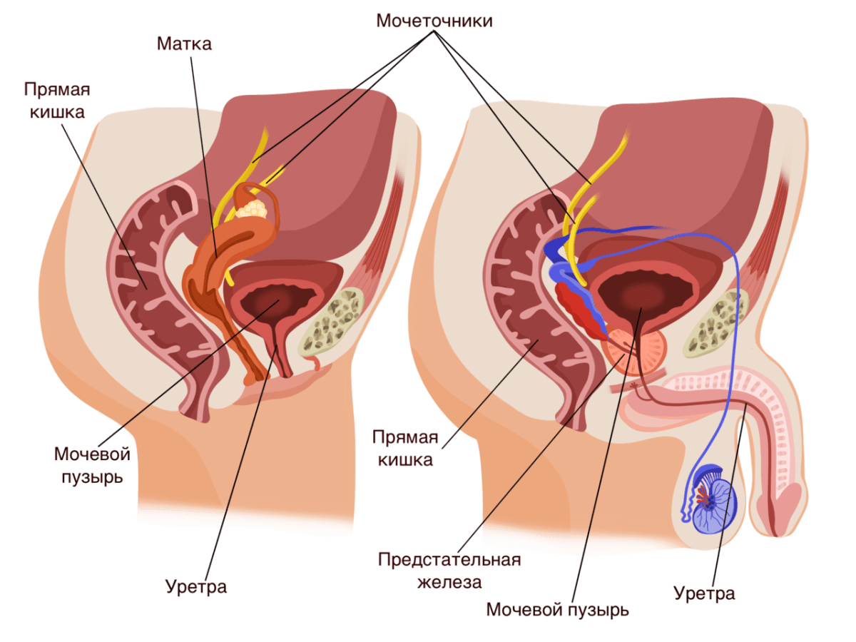 Репродуктивная система мужчины презентация