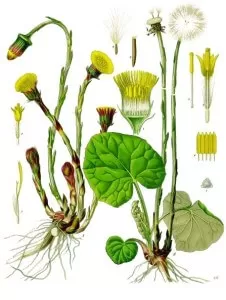 Обыкновенная мать-и-мачеха (Tussilago farfara)