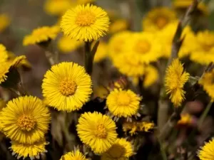 Обыкновенная мать-и-мачеха (Tussilago farfara)