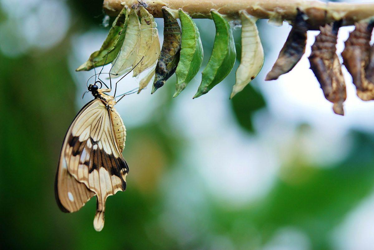 Power Animal: Butterfly — необычное насекомое, символизирующее перемены.