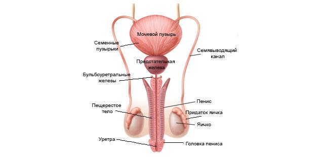 Sperma – brzina ejakulacije, okus sperme, broj sperme