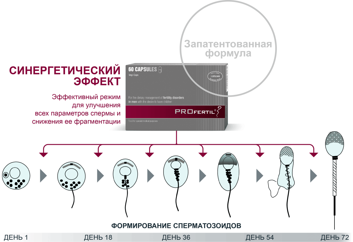 Сперма &#8212; структура, производство, аномалии