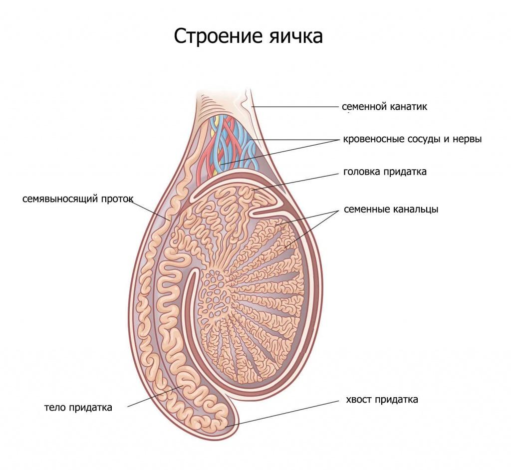 как образуется сперма у мужчин фото 88
