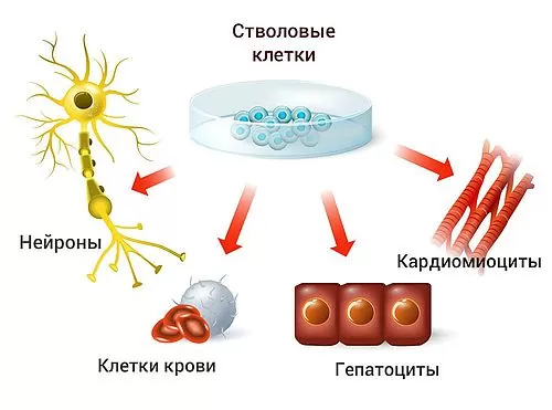 Стволовые клетки