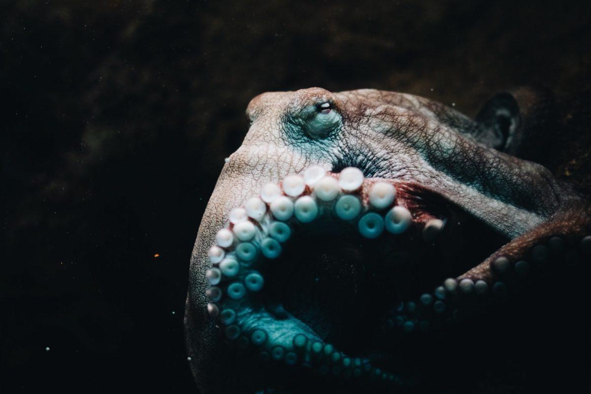 The Beast of Power: Octopus — учитель маскировки, выживания и советчик нестандартного мышления