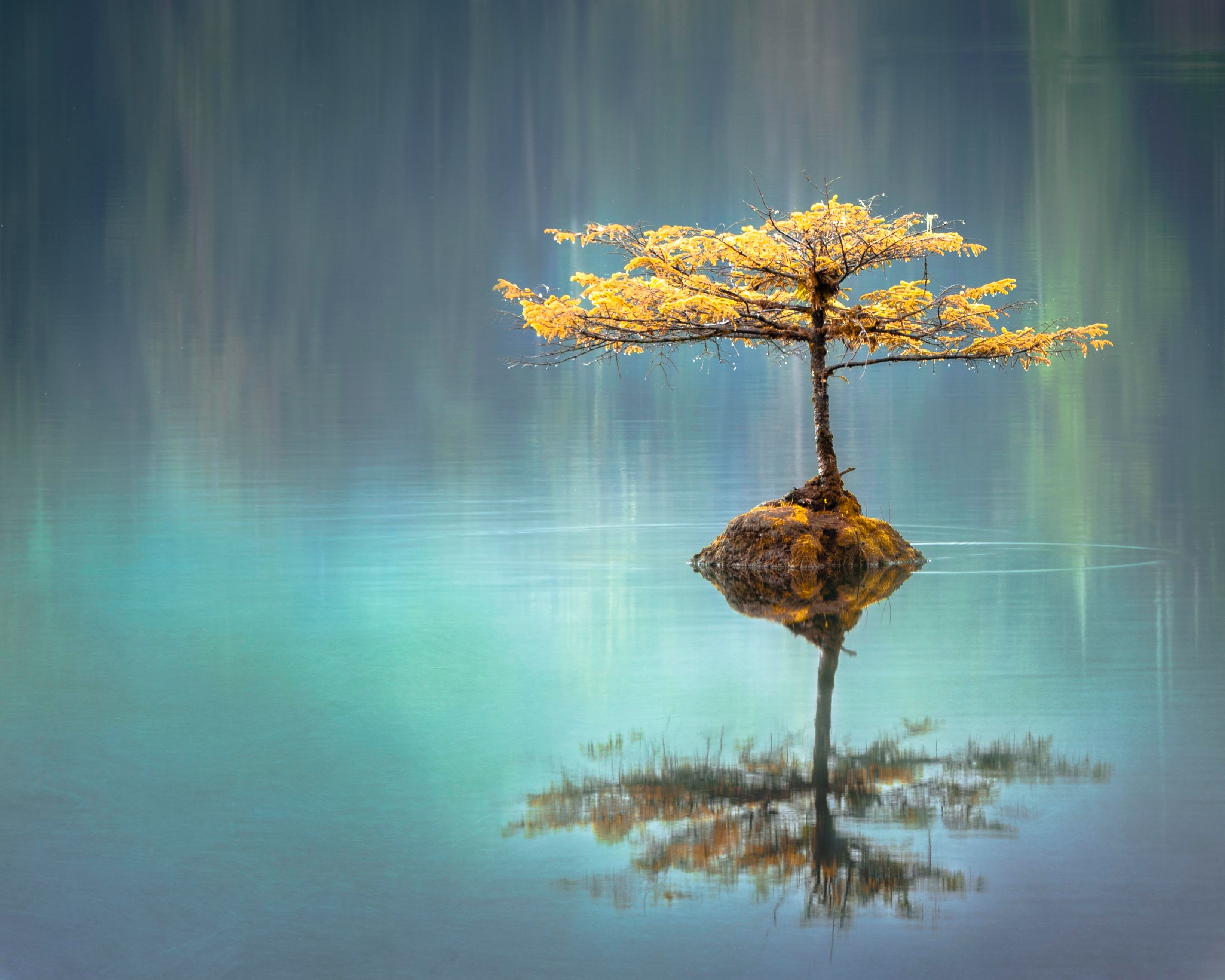 Река времени дзен. Дерево у воды. Одинокое дерево в воде. Дерево над водой. Дерево из воды.
