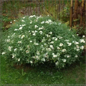 Wrotycz Dalmatyński Pyrethrum