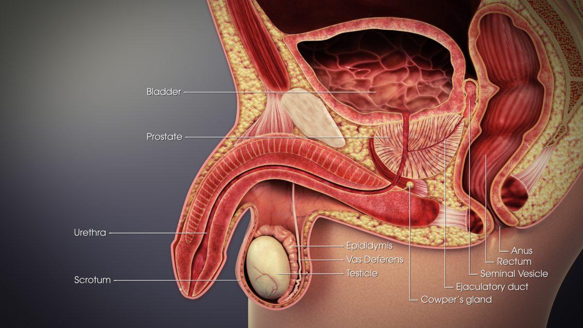 Acorn e penisit - strukturë, zonë erogjene, inflamacion i kokës