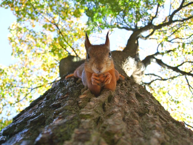 Eichhörnchen - die Bedeutung des Schlafes