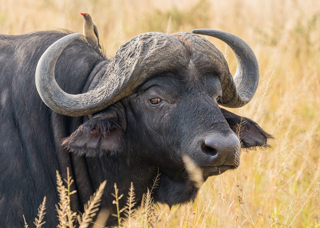 Buffalo — έννοια του ύπνου