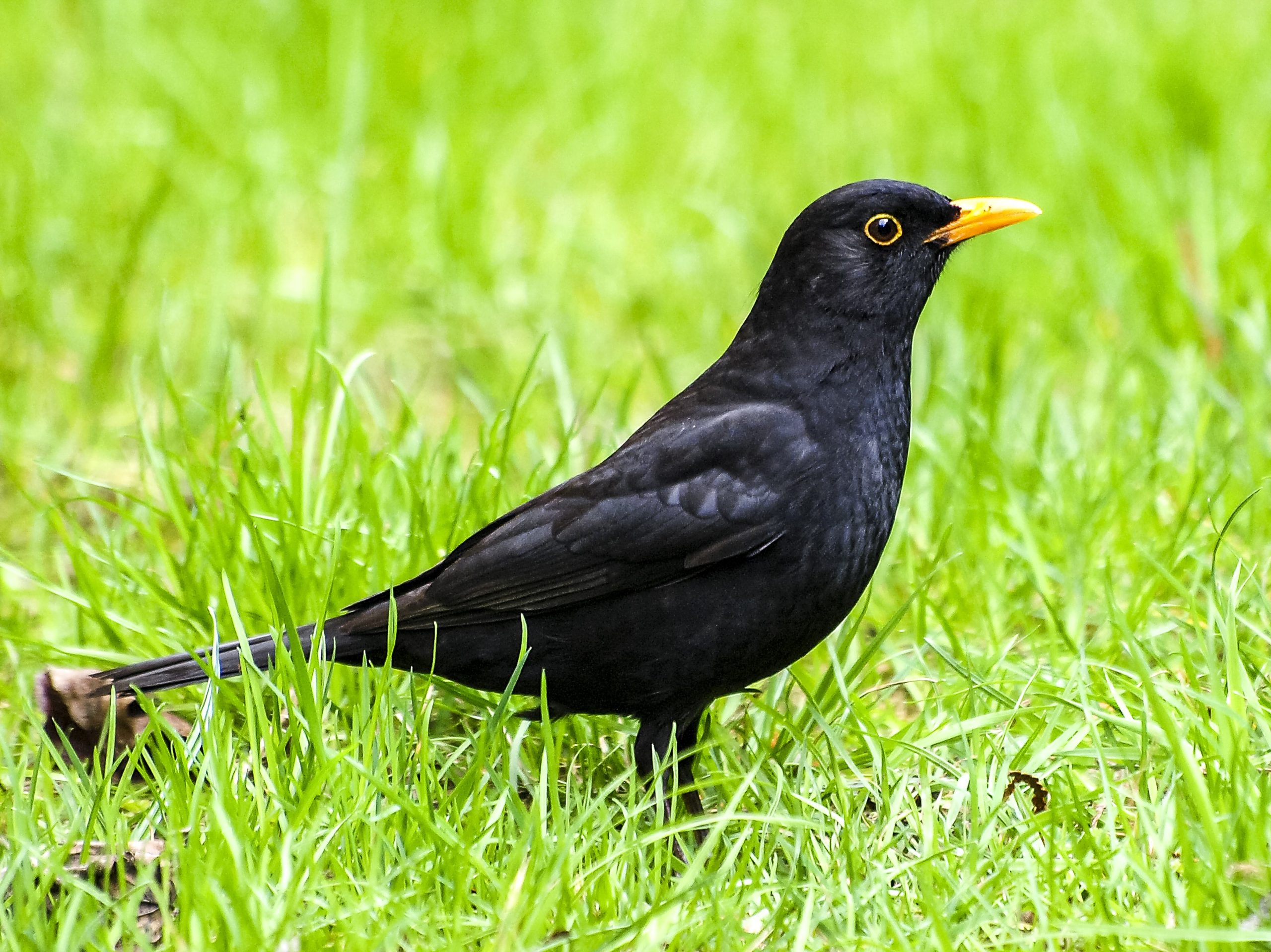 Черная птичка с желтым клювом в Ленинградской области