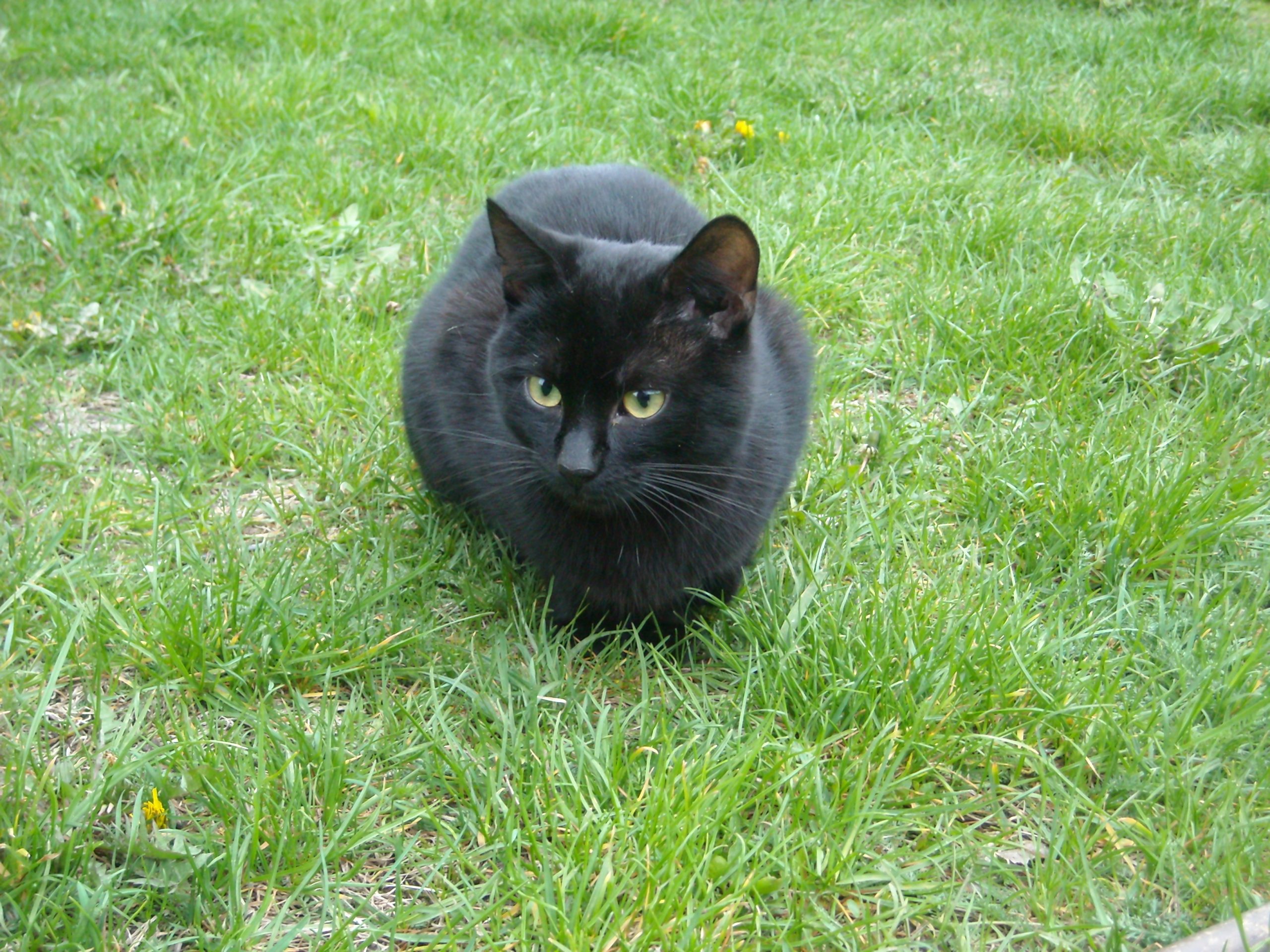 чорны кот