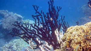 Чёрный коралл