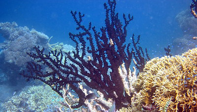 svart korall