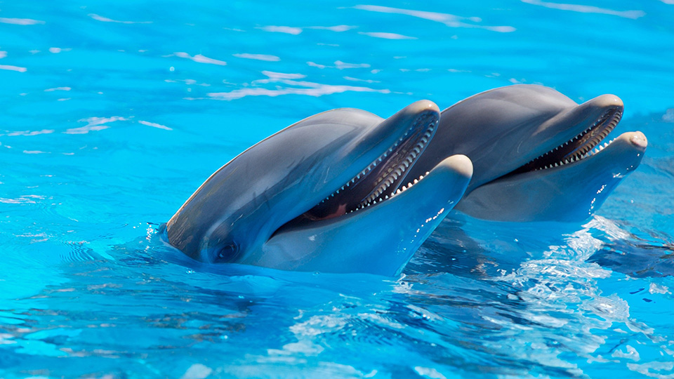 Дельфин - ұйқының мағынасы