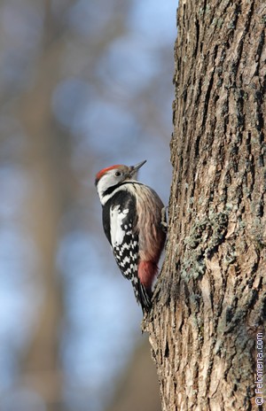 Woodpecker - merking svefns