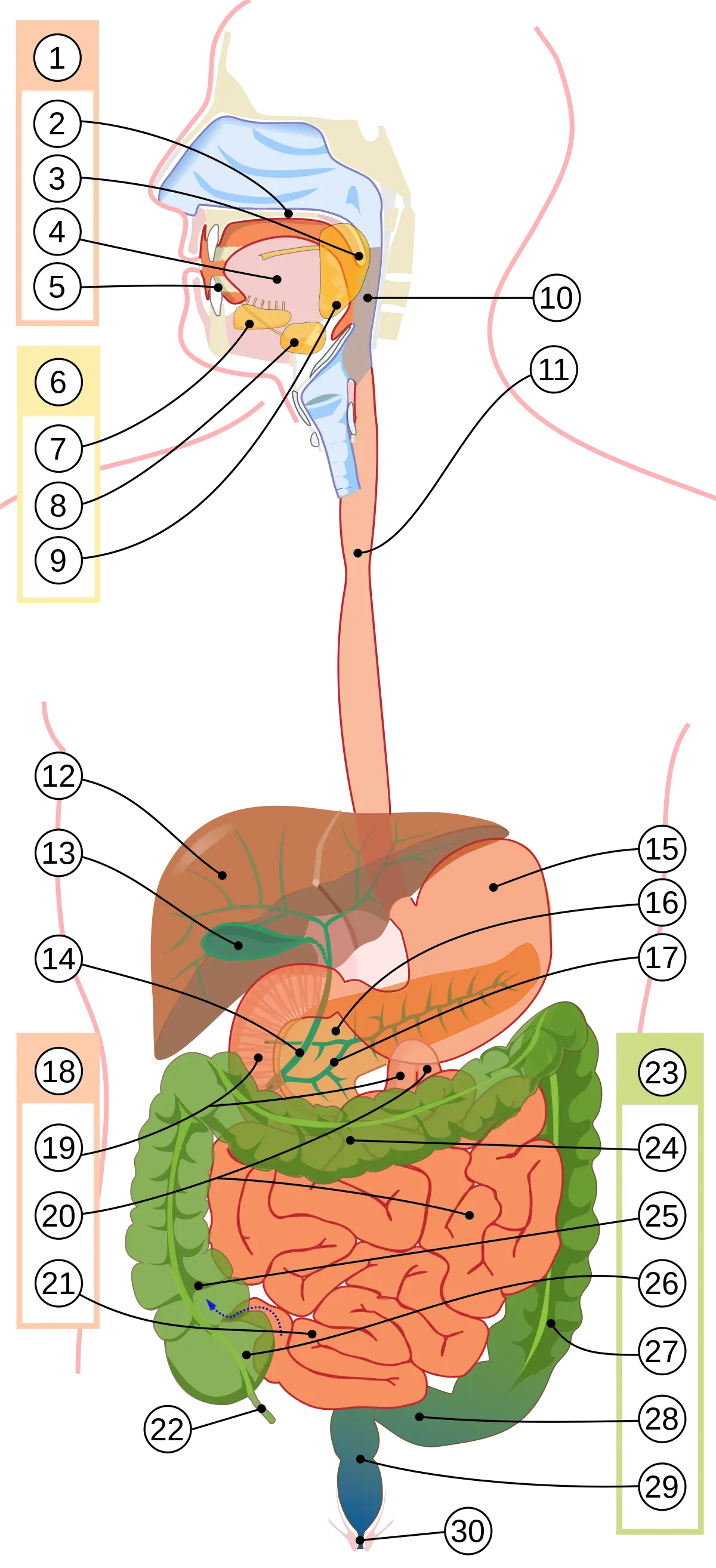 Gastroenterologi