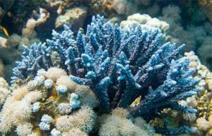 coral azul