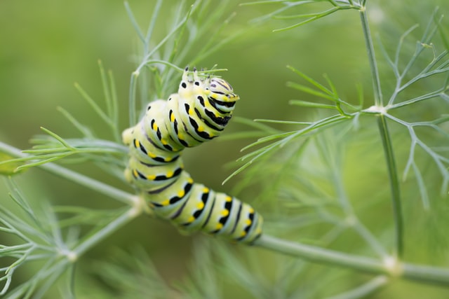Caterpillar - betydningen av søvn
